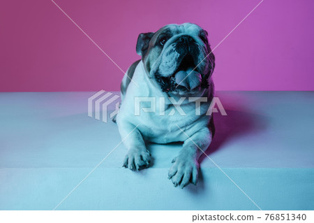 Portrait of English bulldog isolated over gradient pink blue background in neon Portrait of English bulldog isolated over gradient pink blue background in neon 76851340