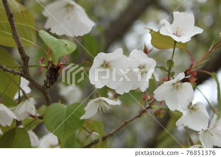 White cherry tree 76851376