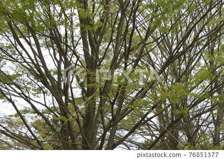 Young leaves of a large tree 76851377