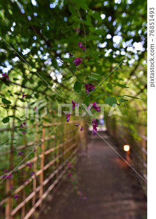 Tunnel of Hagi in Mukojima Hundred Garden 76851493
