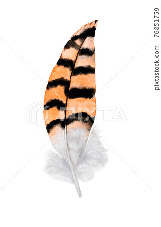 Watercolor illustration of orange with black striped bustard or owl feather on white background. Watercolor illustration of orange with black striped bustard or owl feather on white background. 76851759