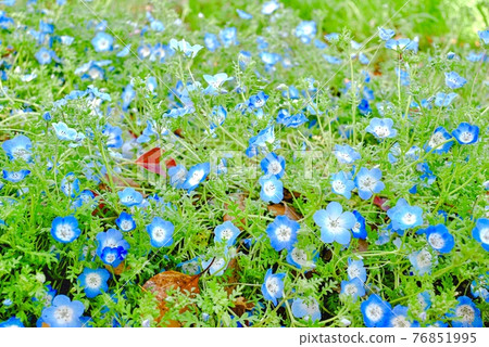 Dead leaves and nemophila Dead leaves and nemophila 76851995
