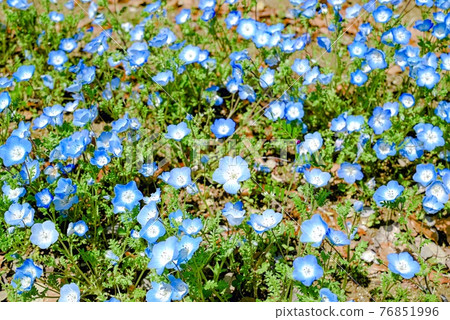 Nemophila Nemophila 76851996