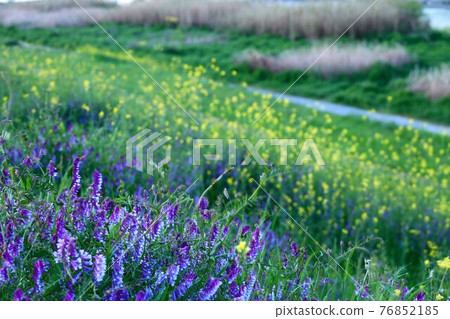 油菜花和毛野豌豆天堂 油菜花和毛野豌豆天堂 76852185