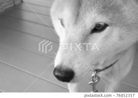 眺望遠方的柴犬 眺望遠方的柴犬 76852357