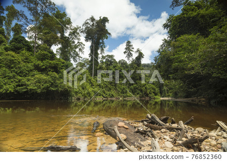 Landscape photograph of the Tembeling River and surrounding jungle, from the water's edge, in Malaysia National Park, also known as Taman Negara Malaysia, the oldest tropical rainforest in the world. 76852360