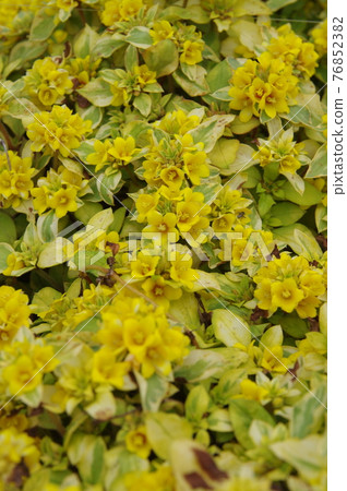 Lysimachia congestiflo 的黃色花朵盛開。 76852382