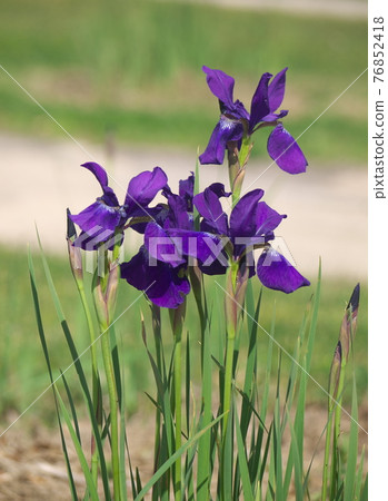 Nohanashoubu Nohanashoubu 76852418