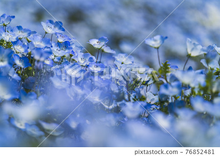 日立海濱公園的Nemophila，三晴之丘 76852481