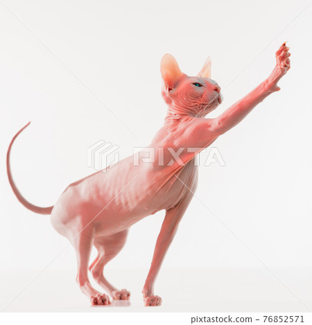 Cute sphynx cat, kitty posing isolated over white studio background in neon Cute sphynx cat, kitty posing isolated over white studio background in neon 76852571