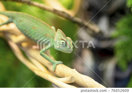 Chameleon sits on a branch in the jungle. Exotic green reptile jungle lizard chameleon resting on tropical vines in the jungle 76852609