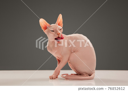 Cute sphynx cat, kitty posing isolated over gray studio background Cute sphynx cat, kitty posing isolated over gray studio background 76852612