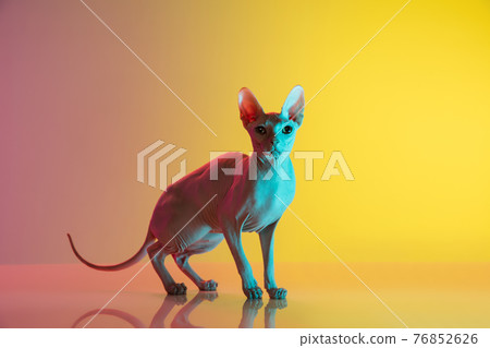 Cute sphynx cat, kitty posing isolated over gradient studio background in neon light Cute sphynx cat, kitty posing isolated over gradient studio background in neon light 76852626