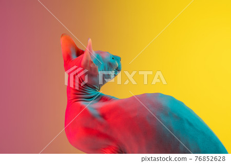 Cute sphynx cat, kitty posing isolated over gradient studio background in neon light Cute sphynx cat, kitty posing isolated over gradient studio background in neon light 76852628