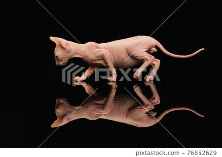 Cute sphynx cat, kitty posing isolated over black studio background Cute sphynx cat, kitty posing isolated over black studio background 76852629