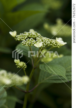 這種繡球花的名字是Gaku繡球花。學名是繡球花。 這種繡球花的名字是Gaku繡球花。學名是繡球花。 76852672