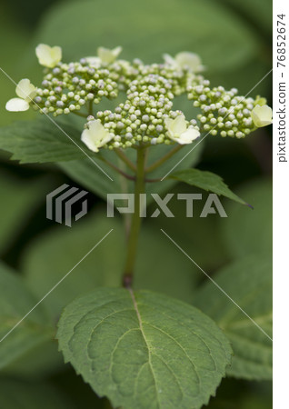 這種繡球花的名字是Gaku繡球花。學名是繡球花。 76852674