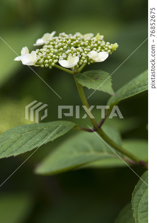 這種繡球花的名字是Gaku繡球花。學名是繡球花。 這種繡球花的名字是Gaku繡球花。學名是繡球花。 76852675