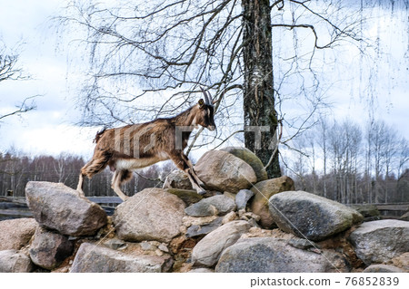 Herd of goats in the grassland. Goats eating grass and climbing rocks on a pasture in farm. Goat kids, yeanlings. Selective focus Herd of goats in the grassland. Goats eating grass and climbing rocks on a pasture in farm. Goat kids, yeanlings. Selective focus 76852839