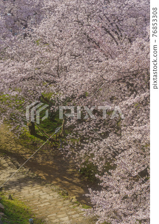日本百選櫻花景點鳥取城跡/九州公園櫻花 日本百選櫻花景點鳥取城跡/九州公園櫻花 76853308