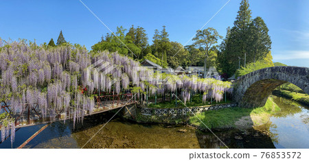 The wisteria of Nishikanta Shrine 76853572