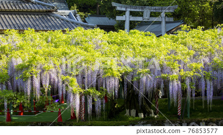The wisteria of Nishikanta Shrine 76853577