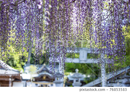 The wisteria of Nishikanta Shrine 76853583