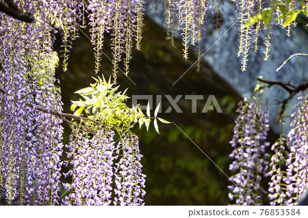 The wisteria of Nishikanta Shrine 76853584