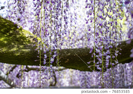 The wisteria of Nishikanta Shrine 76853585