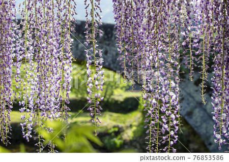 Nishikanta神社的紫藤 76853586