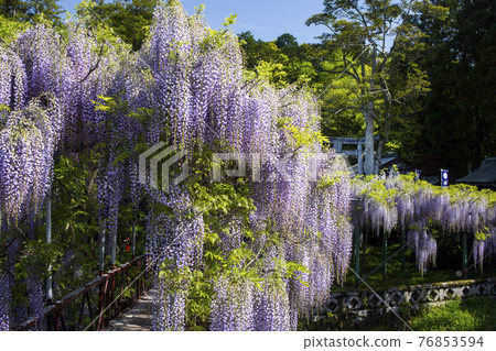 The wisteria of Nishikanta Shrine The wisteria of Nishikanta Shrine 76853594