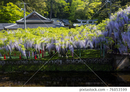 The wisteria of Nishikanta Shrine 76853599
