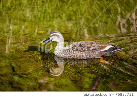 Duck of the clear stream 76853731