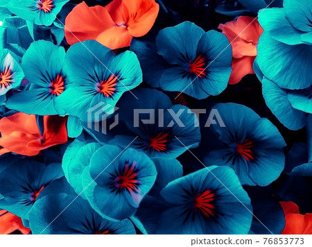 Beautiful flowers of an unusual neon shade of blue and orange, design background. 76853773