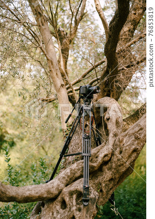 Black digital camera stands on a tripod on a tree in the forest Black digital camera stands on a tripod on a tree in the forest 76853819