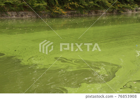 The water of the moat where the eutrophication of Osaka Castle Park has progressed The water of the moat where the eutrophication of Osaka Castle Park has progressed 76853908