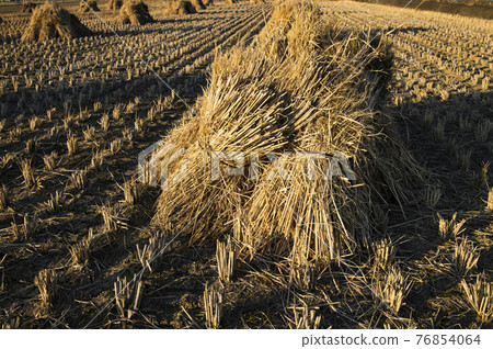 Sun-dried straw after harvesting rice Sun-dried straw after harvesting rice 76854064