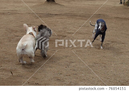 Italian Greyhound, French Bulldog and Bichon Poodle playing with excitement Italian Greyhound, French Bulldog and Bichon Poodle playing with excitement 76854151