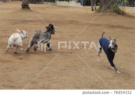 Italian Greyhound, French Bulldog and Bichon Poodle Italian Greyhound, French Bulldog and Bichon Poodle 76854152