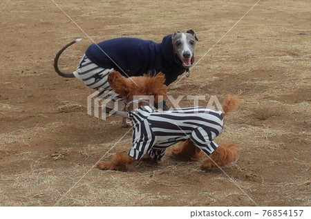 令人愉快的意大利靈緹犬和小貴賓犬 令人愉快的意大利靈緹犬和小貴賓犬 76854157