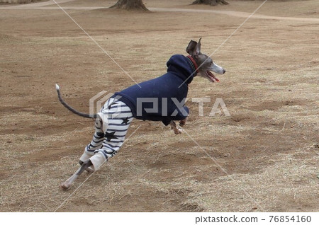 意大利靈緹犬快樂地玩耍 76854160