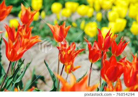 [Variety: Ballerina] Bright yellow and orange lily-blooming tulips 76854294