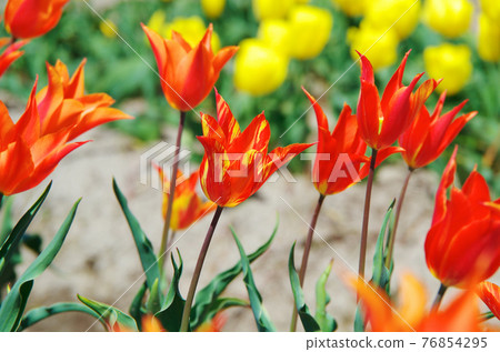 [Variety: Ballerina] Bright yellow and orange lily-blooming tulips 76854295