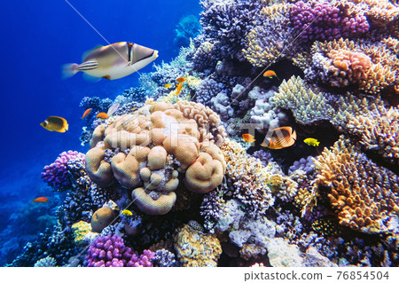 Different tropical fish on a coral reef in the Red Sea 76854504