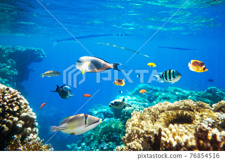 Different tropical fish on a coral reef in the Red Sea 76854516