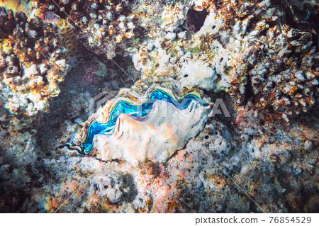 Fluted giant clam in the tropical coral reef Fluted giant clam in the tropical coral reef 76854529