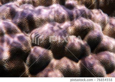 Purple coral in coral reef of Egypt Red sea Purple coral in coral reef of Egypt Red sea 76854558