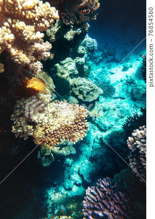 Coral reef colony in Red sea in Egypt 76854560