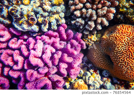 Coral reef colony in Red sea in Egypt 76854564