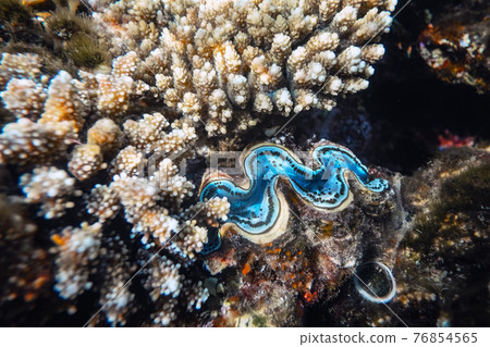 Fluted giant clam in the tropical coral reef 76854565